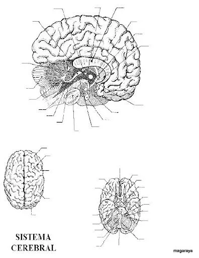 FICHAS DEL CEREBRO PARA IMPRIMIR