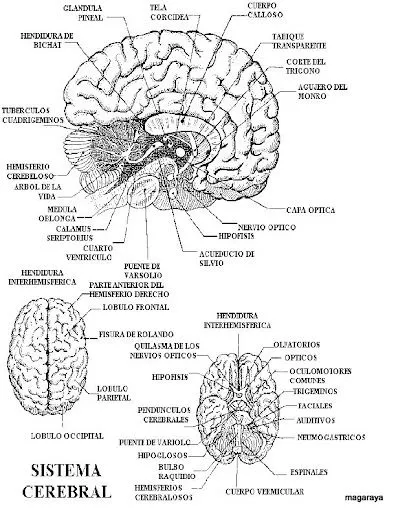 FICHAS DEL CEREBRO PARA IMPRIMIR