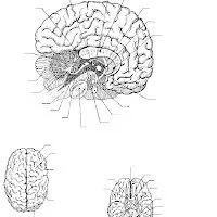 FICHAS DEL CEREBRO PARA IMPRIMIR