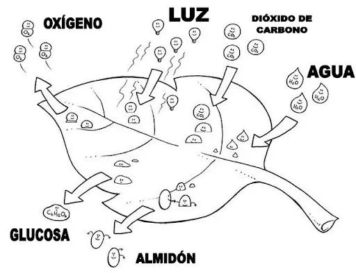 FICHAS DE CIENCIAS NATURALES PARA NIÑOS