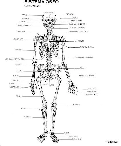 FICHAS DEL CUERPO HUMANO APRENDE Y PRACTICA