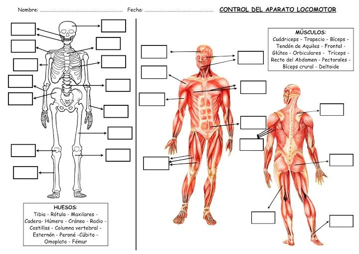 Fichas para estudiar el aparato locomotor : FICHAS PARA NIÑOS