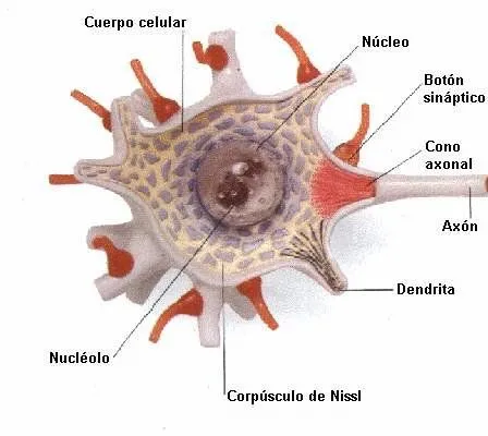 FICHAS PARA ESTUDIAR Y PINTAR EL CUERPO HUMANO | FICHAS PARA ...