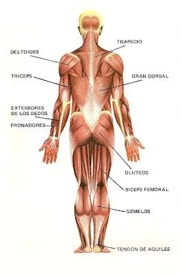 FICHAS DE ESTUDIO DE ANATOMIA HUMANA: LOS MÚSCULOS. : FICHAS PARA ... FICHAS DE ESTUDIO DE ANATOMIA HUMANA: LOS MÚSCULOS. : FICHAS PARA ...