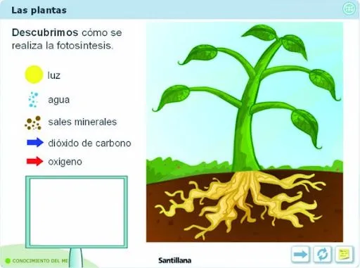FICHAS PARA EXPLICAR LAS PLANTAS