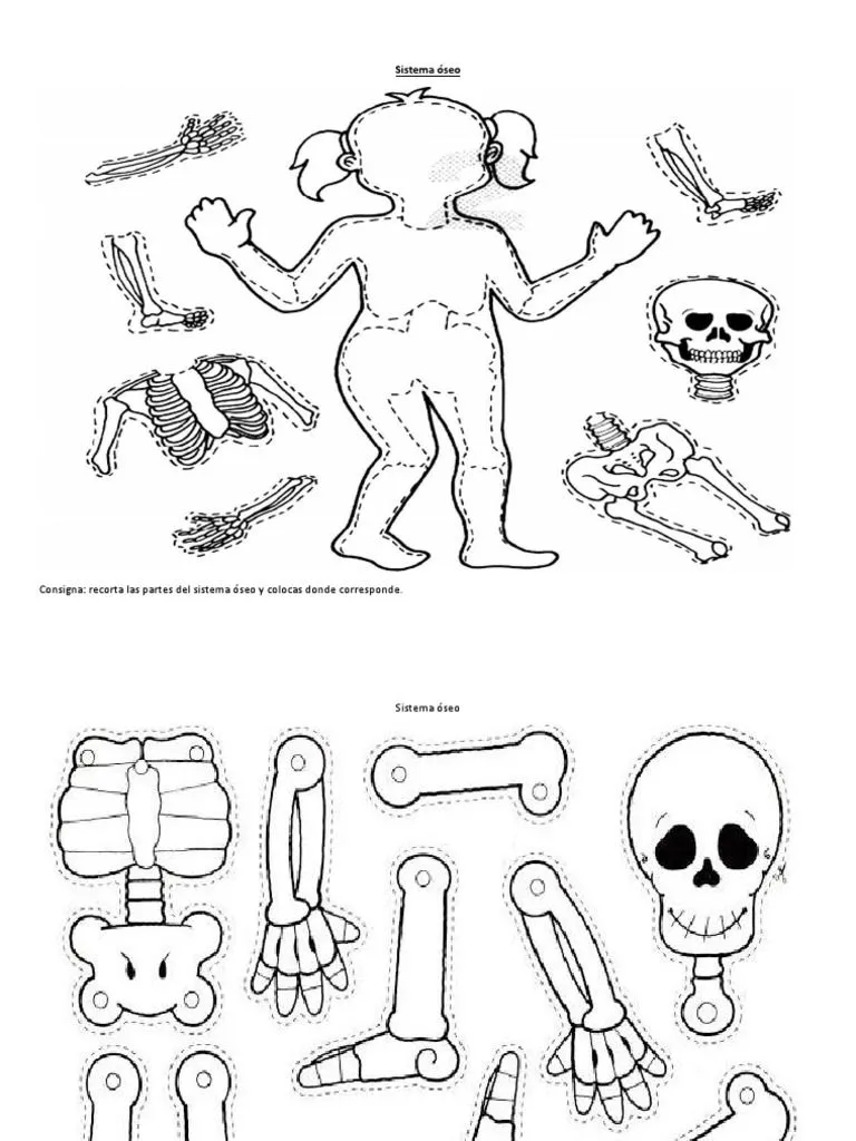 Fichas de Los Sistemas Del Cuerpo Humano | PDF | Sistema digestivo humano | Medicina Veterinaria Fichas de Los Sistemas Del Cuerpo Humano | PDF | Sistema digestivo humano | Medicina Veterinaria