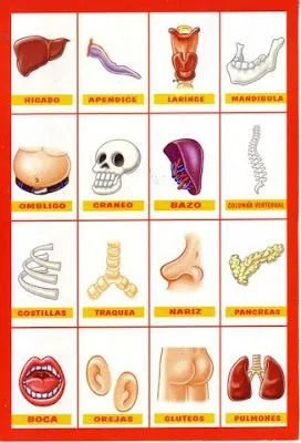 FICHAS DE VOCABULARIO - PARTES DEL CUERPO : FICHAS PARA NIÑOS FICHAS DE VOCABULARIO - PARTES DEL CUERPO : FICHAS PARA NIÑOS