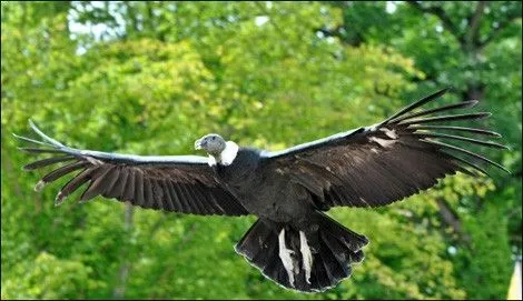 Fiches pédagogiques sur les animaux - Le Condor des Andes Fiches pédagogiques sur les animaux - Le Condor des Andes