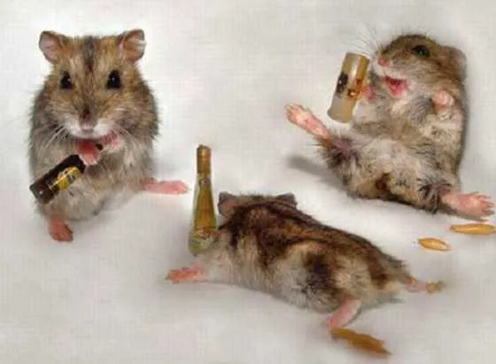 Ratones chistosos animados - Imagui