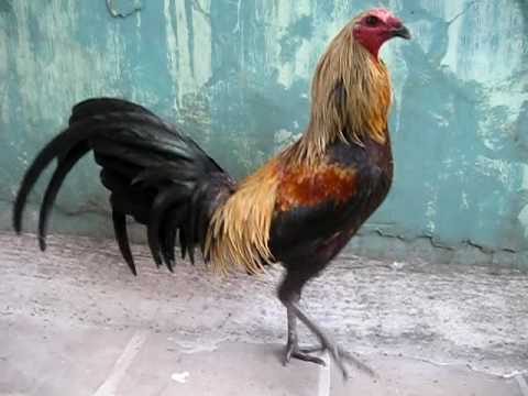 fight roosters/ Mel Sims Bronw Red / Hatch (LOS CORUKOS) topa de ... fight roosters/ Mel Sims Bronw Red / Hatch (LOS CORUKOS) topa de ...