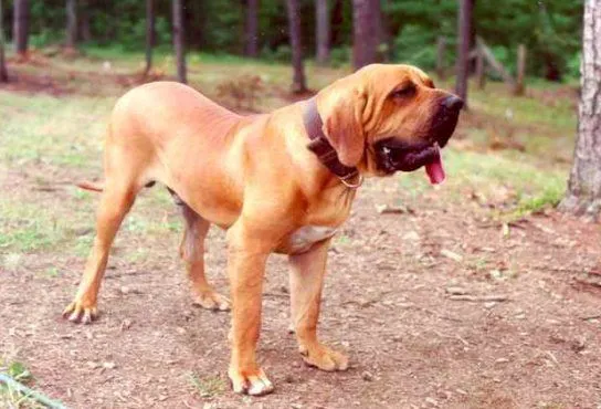 Fila Brasileño