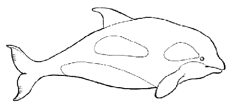 FILANAVAL: LA BALLENA ( Odontocetos )