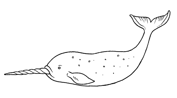 FILANAVAL: LA BALLENA ( Odontocetos )