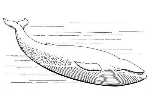 FILANAVAL: LA BALLENA ( CAZA DE LA BALLENA ) FILANAVAL: LA BALLENA ( CAZA DE LA BALLENA )