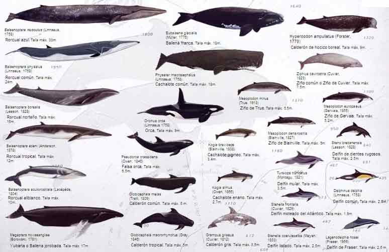 FILANAVAL: LA BALLENA ( CAZA DE LA BALLENA )