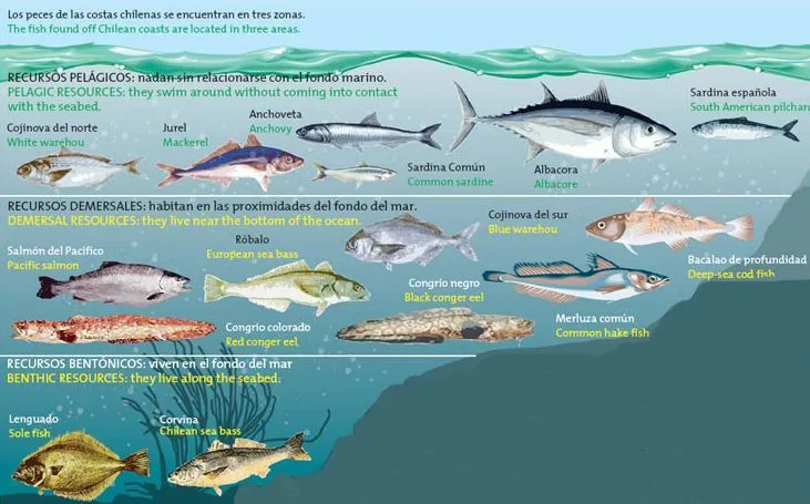 FILANAVAL: LOS PECES DE AGUA SALADA Y SU HABITAD