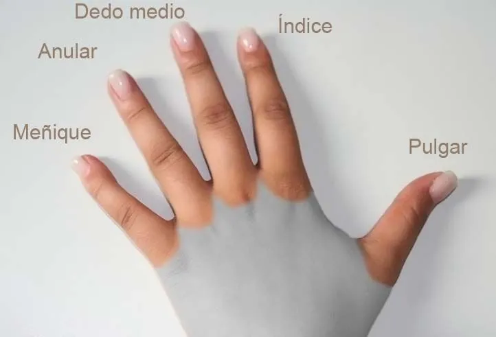 File:Dedos de la mano.jpg - Wikimedia Commons File:Dedos de la mano.jpg - Wikimedia Commons