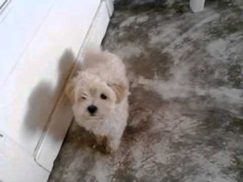 Filhote de Maltês com Poodle micro - YouTube Filhote de Maltês com Poodle micro - YouTube