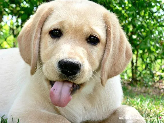 Labrador bebé branco - 9 fotos e imágenes gratis - Imagui