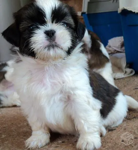 filhotes shih tzu 2 meses | Vazlon Brasil
