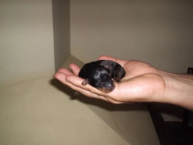 FILHOTES DE YORKSHIRE | coisas pra ver