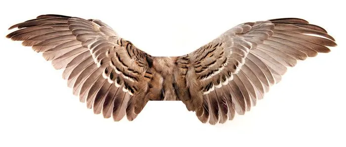 Find your wings | polysyllabic profundities Find your wings | polysyllabic profundities