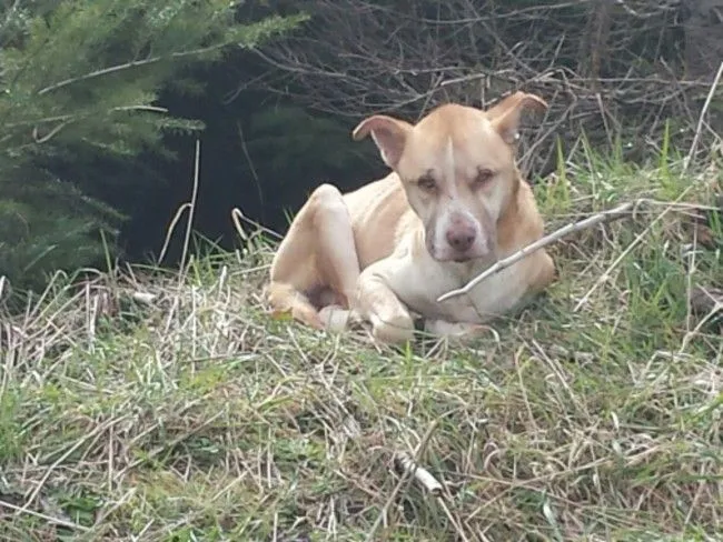 Fingió Estar Muerta Por Horas Solo Para Salvar A Perro - Taringa! Fingió Estar Muerta Por Horas Solo Para Salvar A Perro - Taringa!