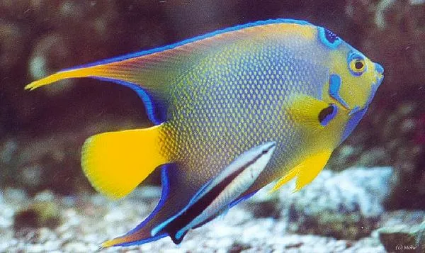 Fischaquarium pflegeleicht, oder?