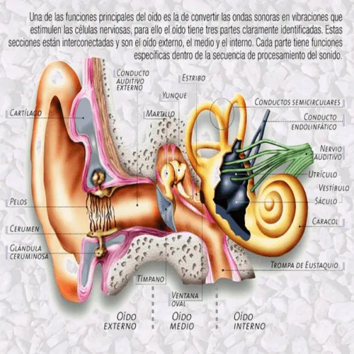 fisio
