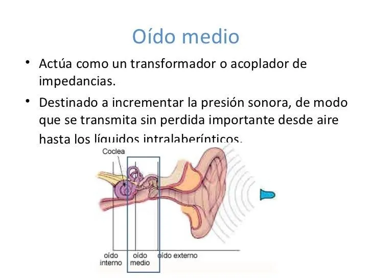 fisiologa-del-odo-externo- ...