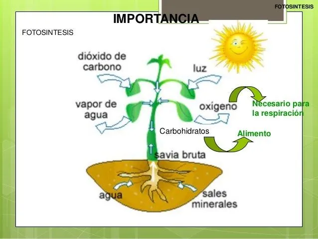 fisiologa-vegetal- ...