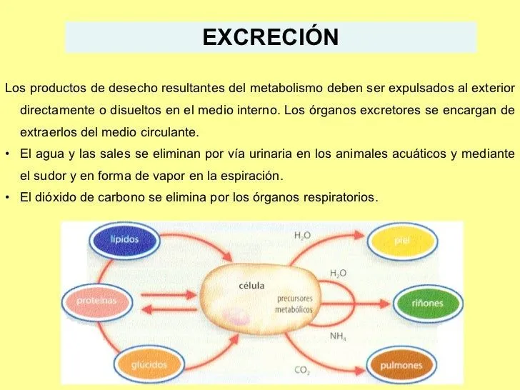 Fisiologia Animal: Excreción