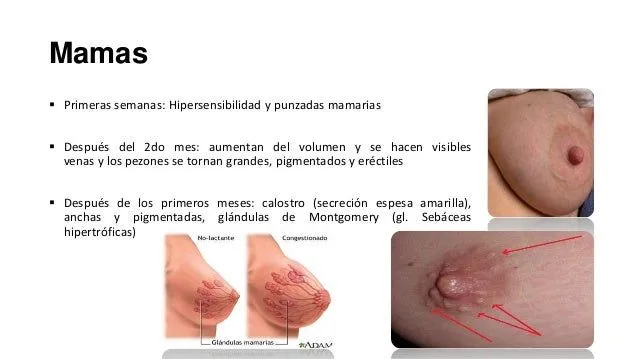 fisiologia-del-embarazo-13-638 ...