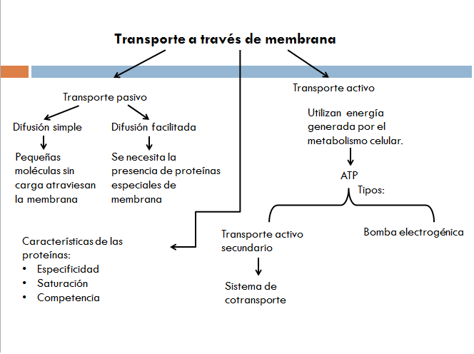 Fisiología de Limón: Transporte a través de membrana (mapa conceptual) Fisiología de Limón: Transporte a través de membrana (mapa conceptual)