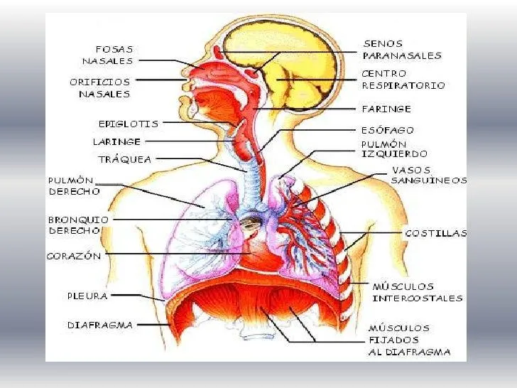 fisiologia-del-sistema- ...