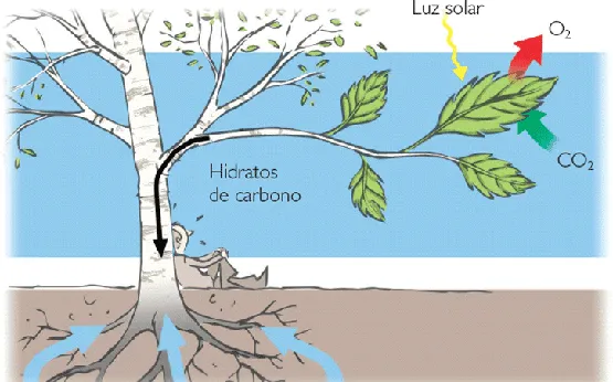 FISIOLOGIA VEGETAL: FOTOSINTESIS