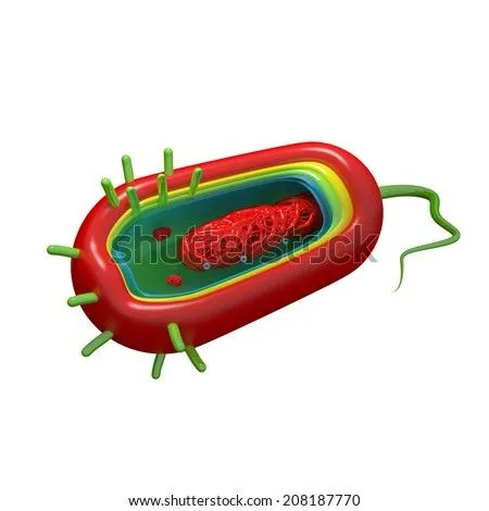 Flagellum Fotos, imágenes y retratos en stock | Shutterstock