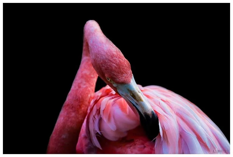 Flamenco - Animal & Insect Photos - Parallax Flamenco - Animal & Insect Photos - Parallax