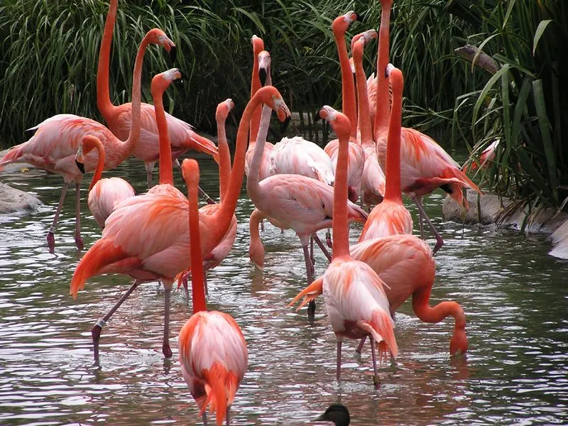 Flamenco | Aprende las principales caractererísticas del Mundo ...