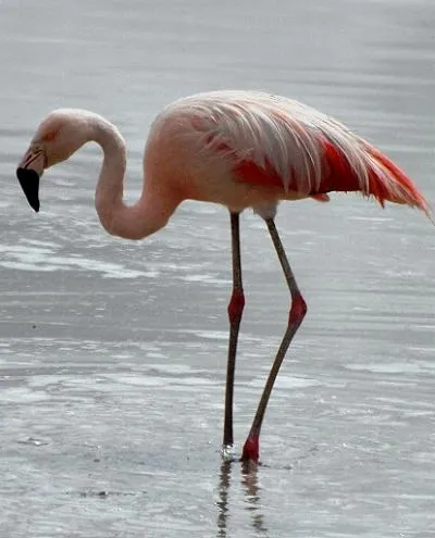 Flamenco chileno - AVES DE CHILE