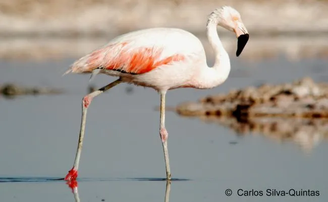 Flamenco chileno - AVES DE CHILE