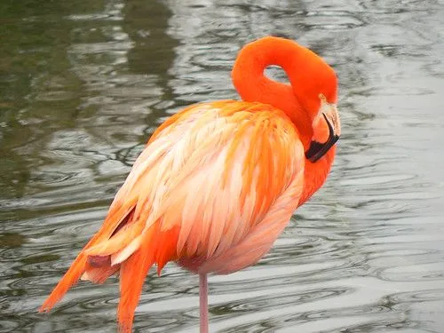 Flamenco // flamingo animal planet flamenco argentina Flamenco // flamingo animal planet flamenco argentina