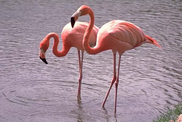 Flamingo ♡ - Flamingos foto (35634883) - fanpop