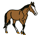 FLE - Féminin irrégulier-noms - Animaux - learn French