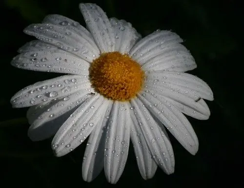 Flickr: El aroma de las flores