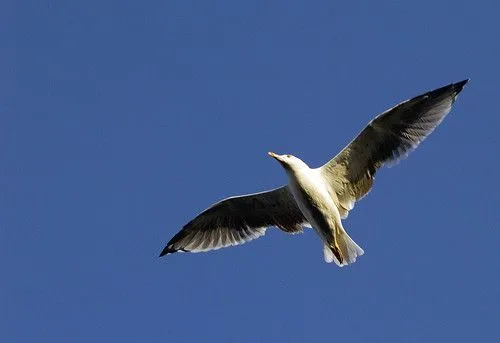 Ave volando - Imagui