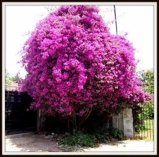 Flickr: The Las flores y sus nombres Pool