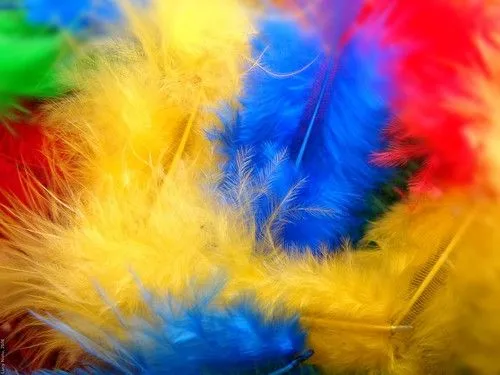 Flickriver: Lucy Nieto's photos tagged with plumas Flickriver: Lucy Nieto's photos tagged with plumas