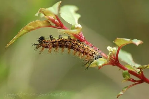 Flickriver: Most interesting photos tagged with cuncuna Flickriver: Most interesting photos tagged with cuncuna