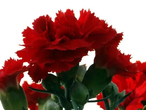 Flickriver: Most interesting photos tagged with claveles